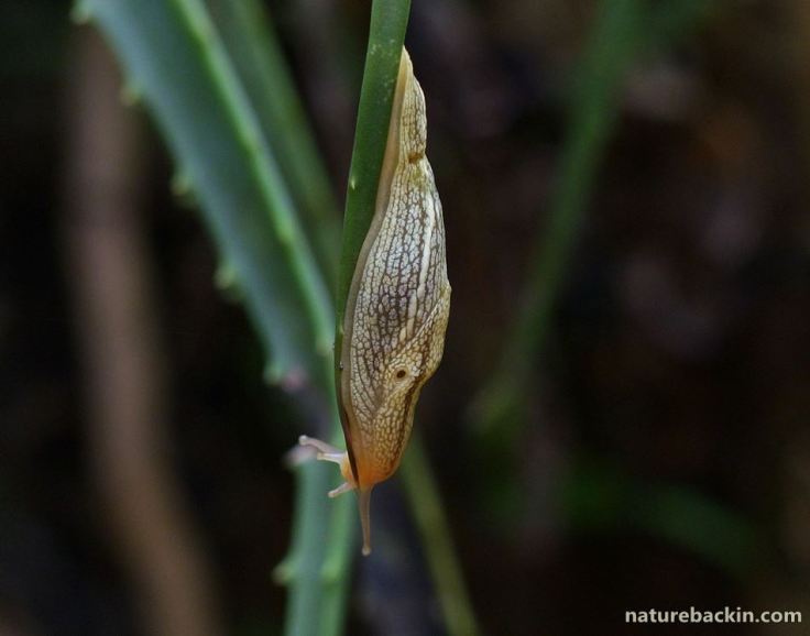 9 African banana slug