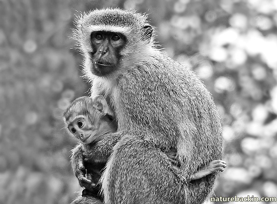Vervet Monkey mother cuddling her baby in a garden in KwaZulu-Natal