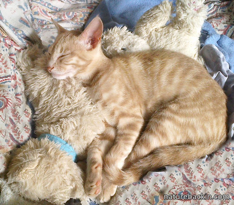 Young cat sleeping with his toy teddies