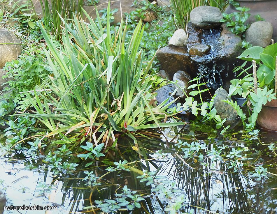 DIY cascade in a garden pond