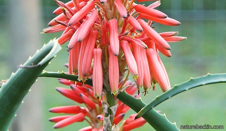 Amethyst Sunbird &amp; Aloe 3