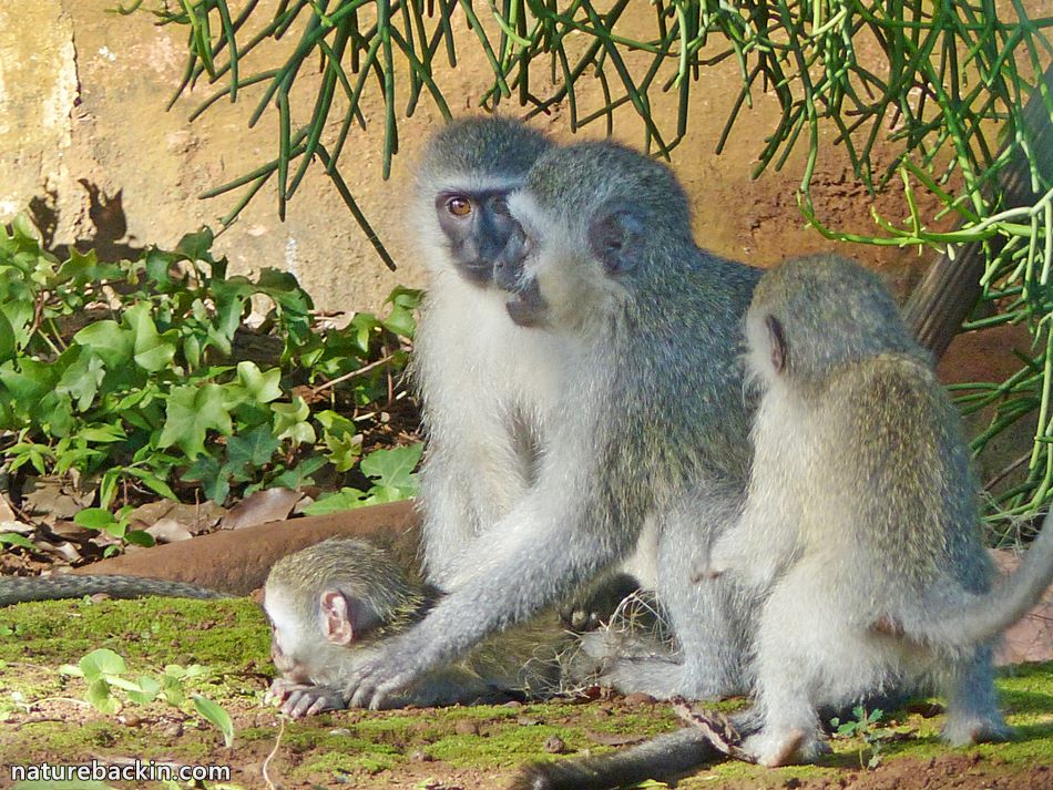 Vervet Monkey family, KwaZulu-Natal