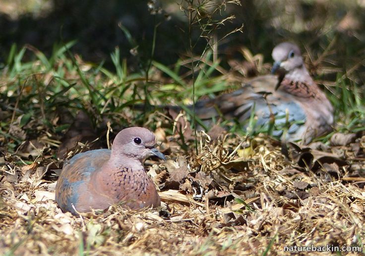 Favourite place Laughing Doves in Wildlife garden