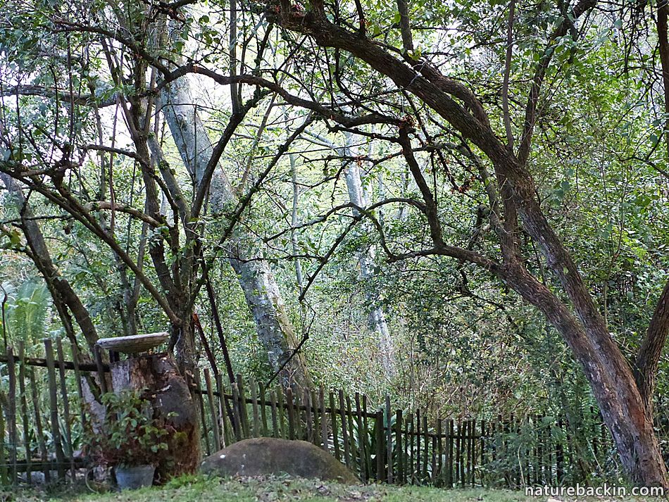 Wildlife-friendly indigenous garden in South Africa