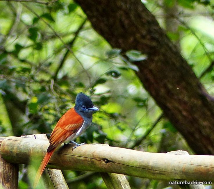 Paradise-Flycatcher 2