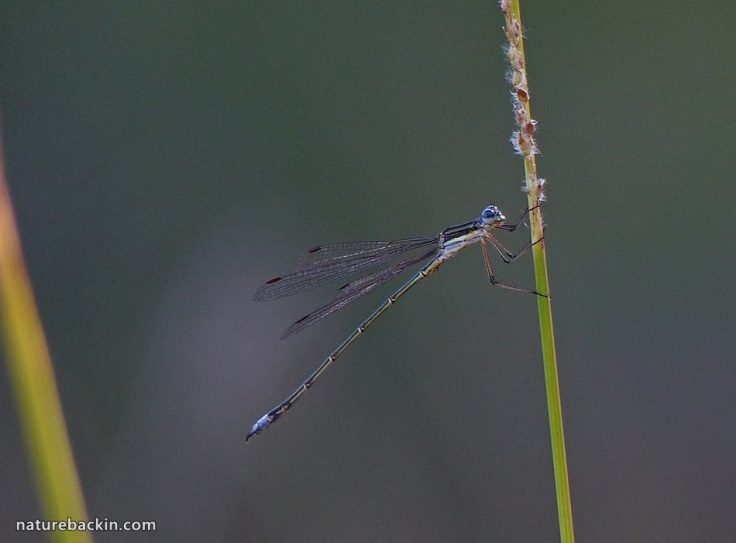 Damselfly