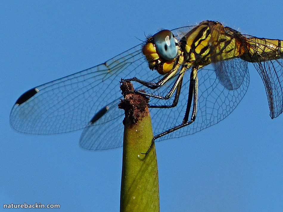 Clarity in autumn: Insects and other discoveries – letting nature back in