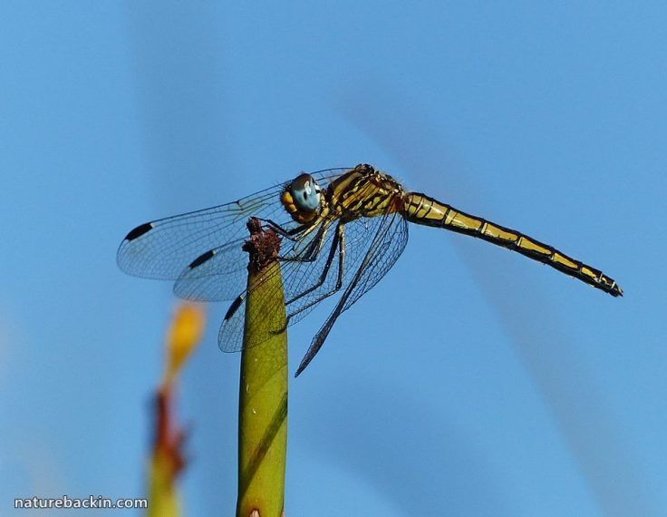 Dragonfly