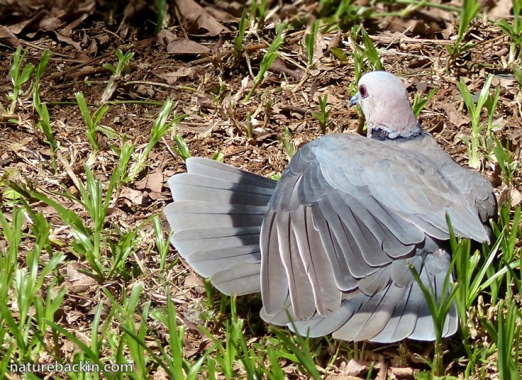 10-Redeyed-Dove-sunning