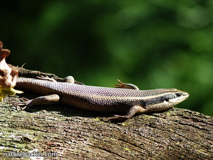2-Skink-sunbathing