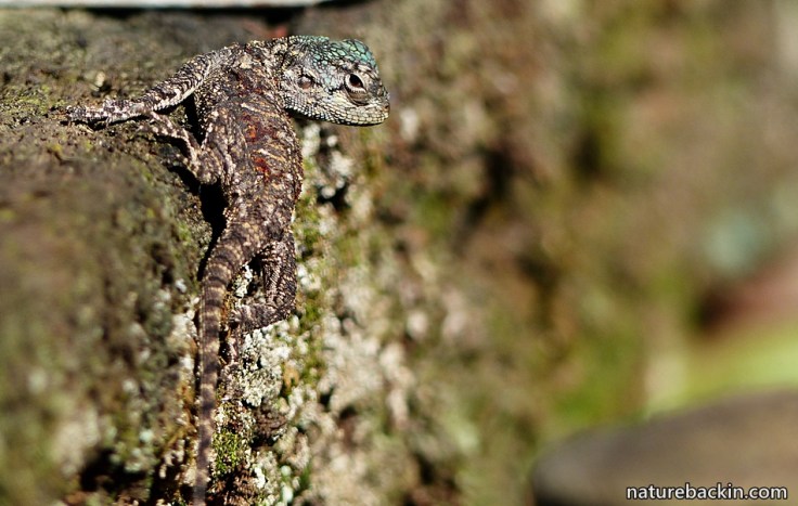 3-Agama-Lizard-juvenile
