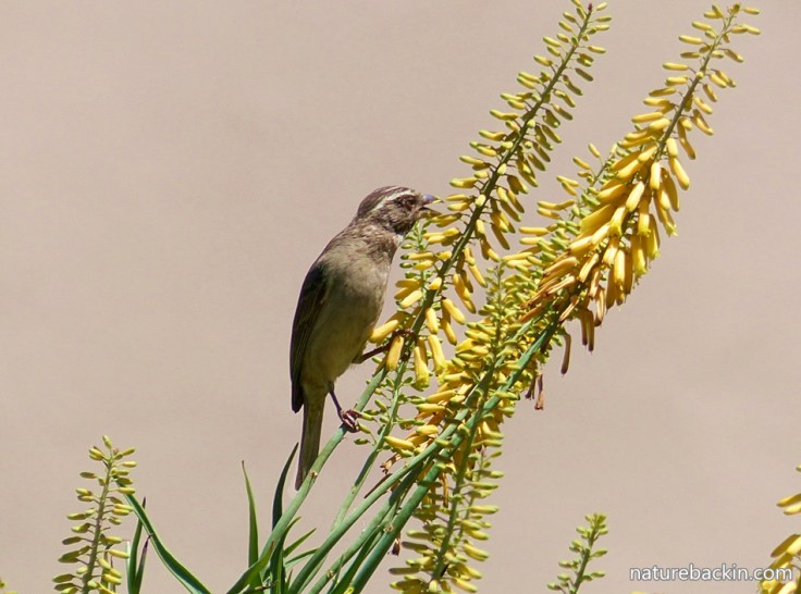 Aloe-fence-winter-solstice-2
