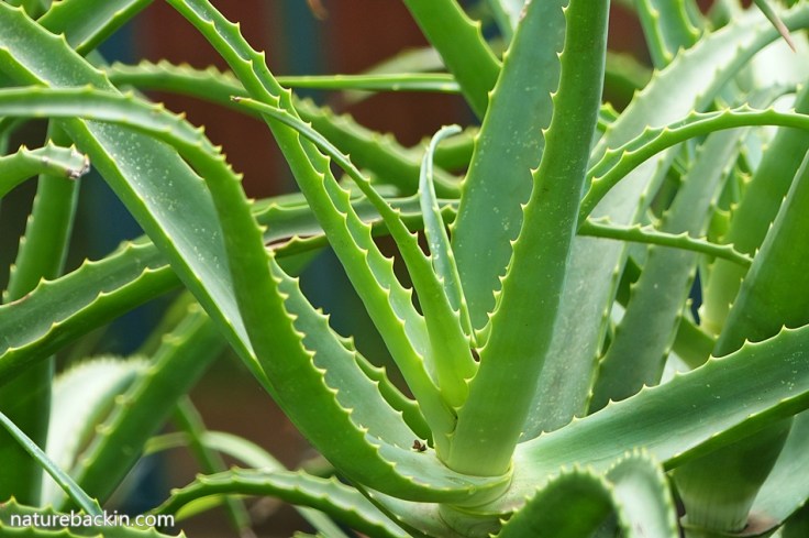 Krantz-aloe-2