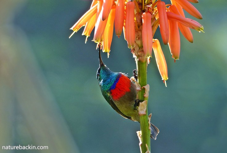 Krantz-aloe-Sunbird-5
