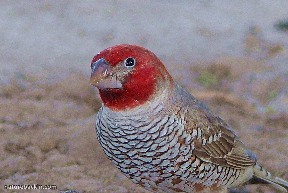Male Redheaded Finch in the Central Kalahari Game Reserve in Botswana