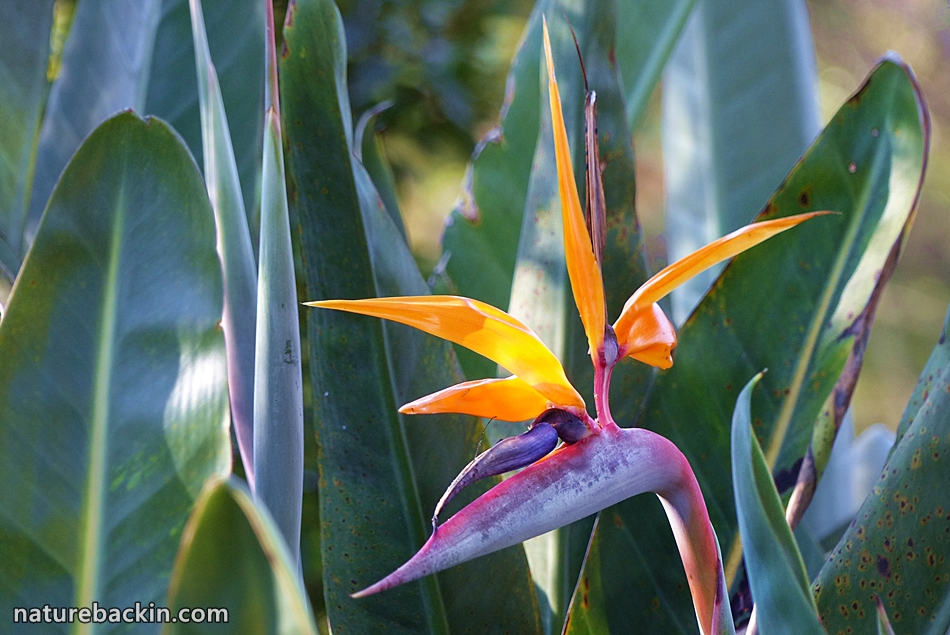 Flower of the Strelizia Reginae