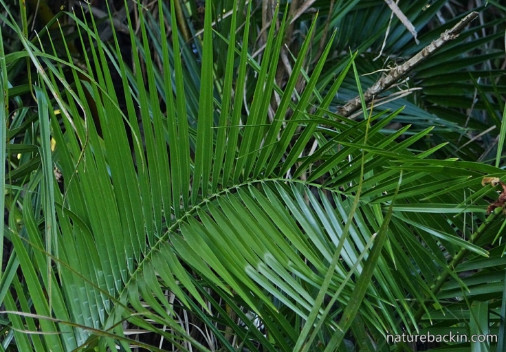 11 Palm leaf