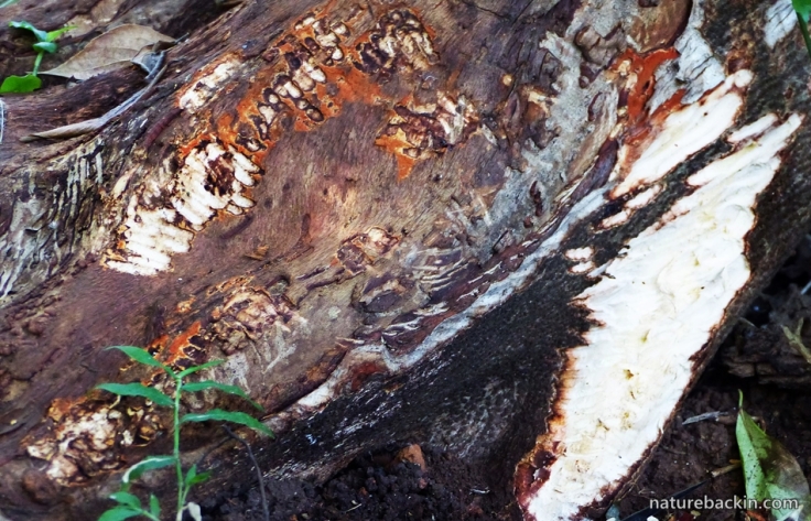 3 Cape porcupine - gnawed tree bark