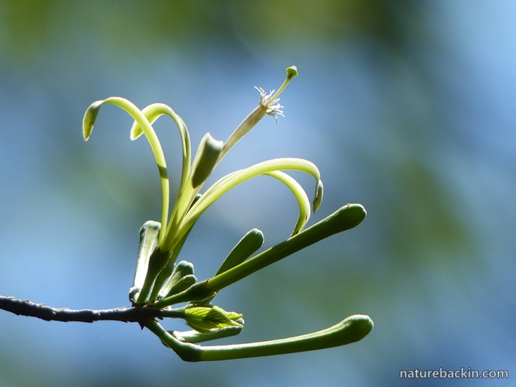 4 Cape Honeysuckle Wild Honey-suckle tree (Turraea floribunda)