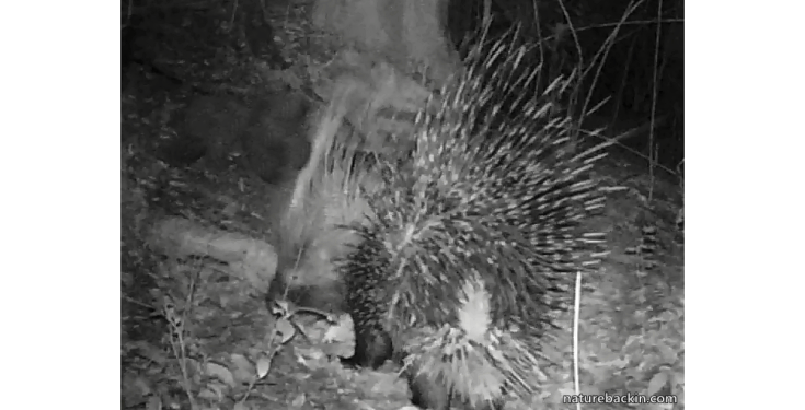 5 Cape porcupine showing quills