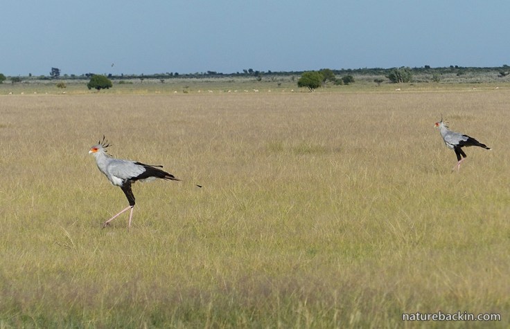 Weekly Photo Find Secretarybirds