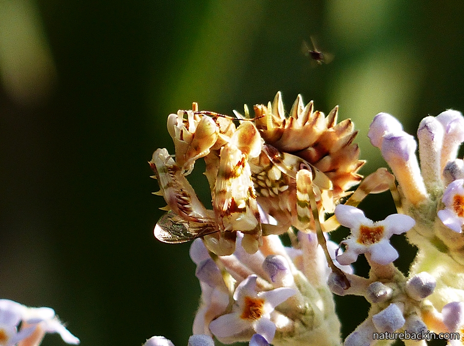 Flower Mantis on a Buddleja salviifolia in a garden in KwaZulu-Natal, South Africa