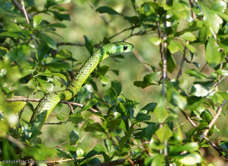 14 Eastern-Green-Snake