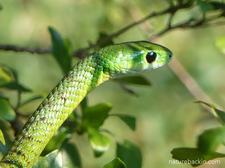 15 Eastern-Green-Snake