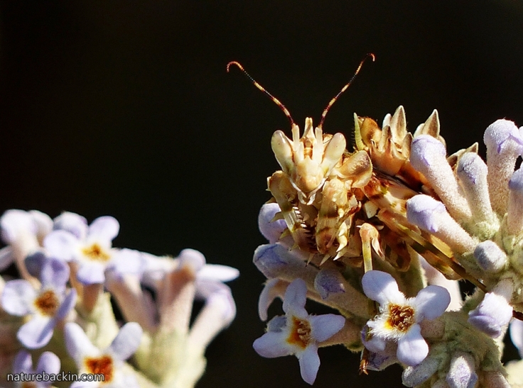 3 Flower Mantis