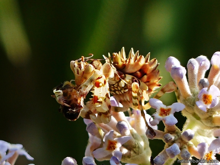 6 Flower Mantis