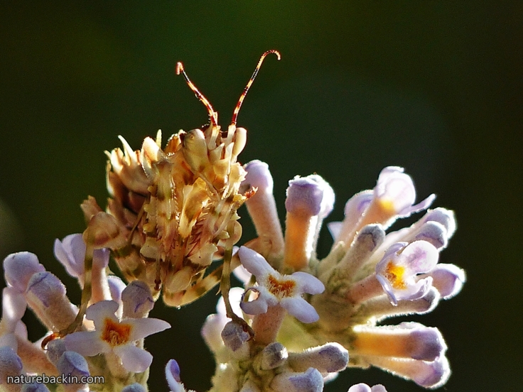 7 Flower Mantis