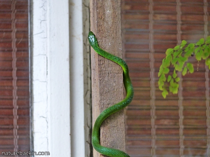 9 Eastern-Green-Snake