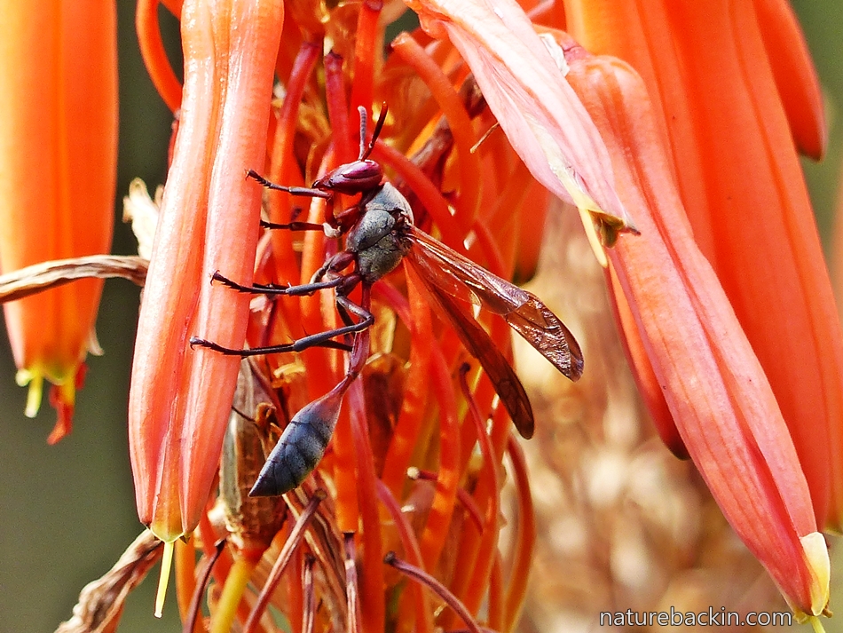 African paper wasp on a flowering Krantz Aloe in a garden in South Africa