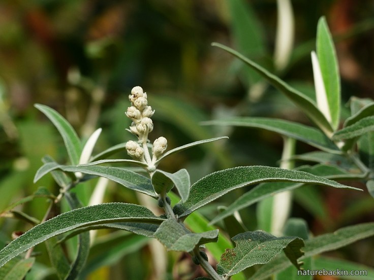 Buddleja salviifolia 2