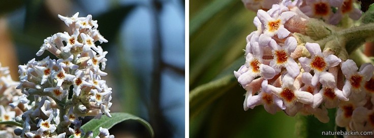 Buddleja salviifolia 3