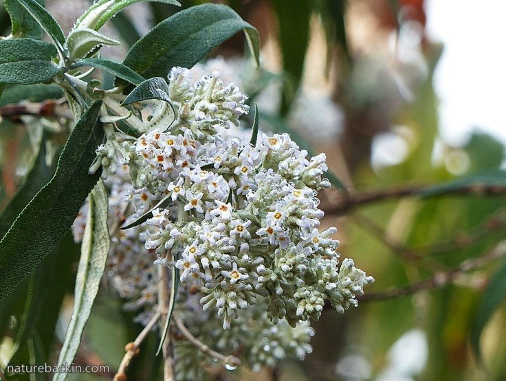 Buddleja salviifolia 4