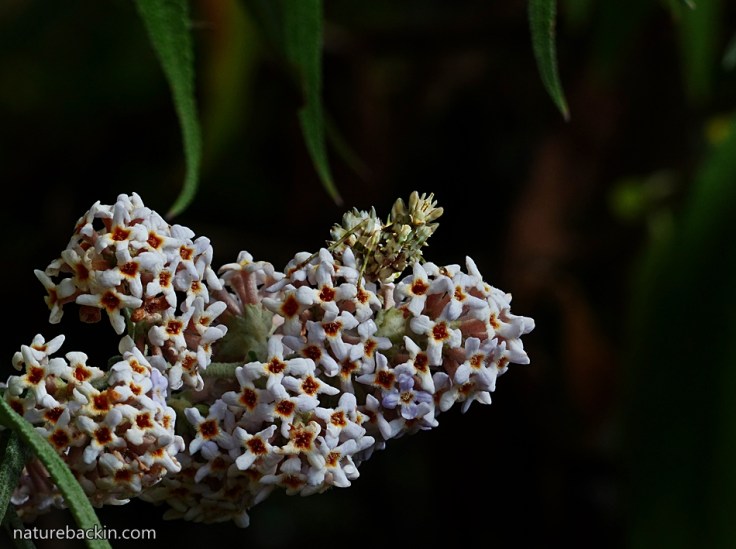 Buddleja salviifolia 7 Flower Mantis