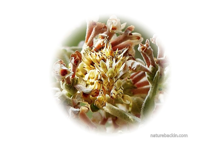 Buddleja salviifolia 8 Flower Mantis