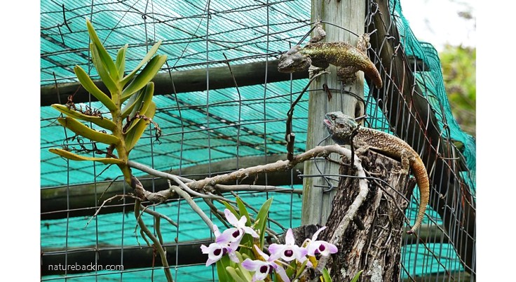 11 Southern Tree Agamas rival males