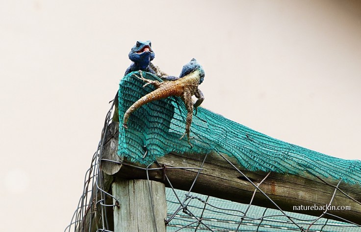 13 Southern Tree Agamas rival males