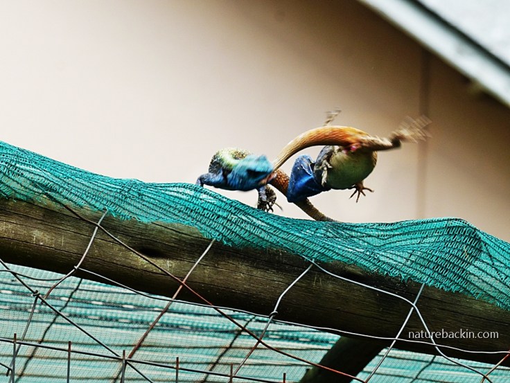 14 Southern Tree Agamas rival males