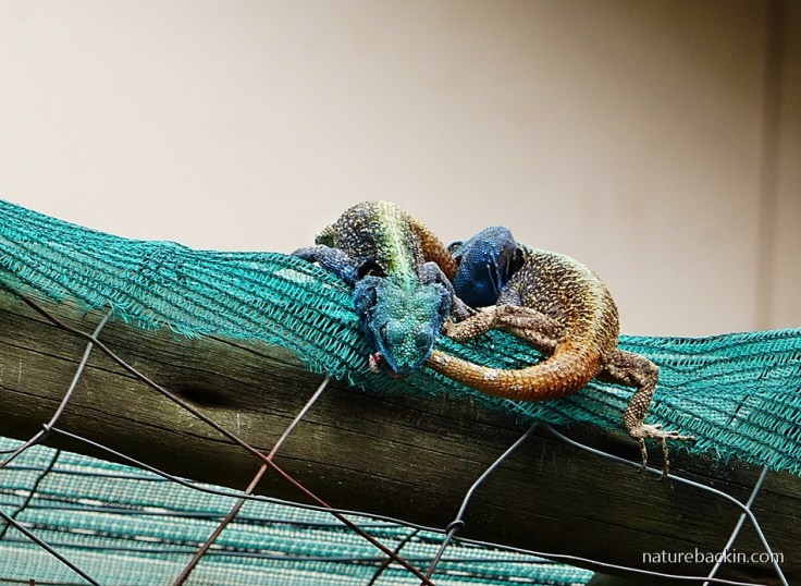 15 Southern Tree Agamas rival males