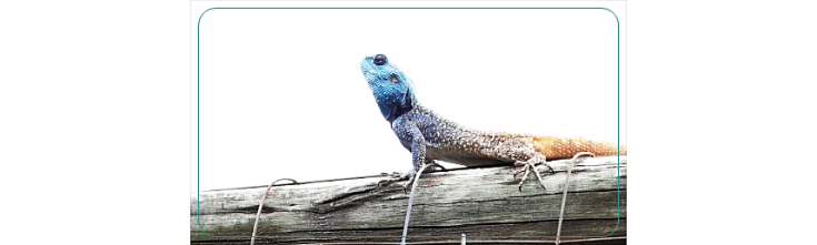 18 Southern Tree Agamas rival males