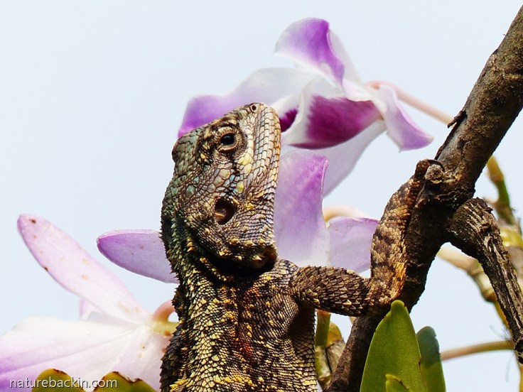 2 Southern Tree Agama female