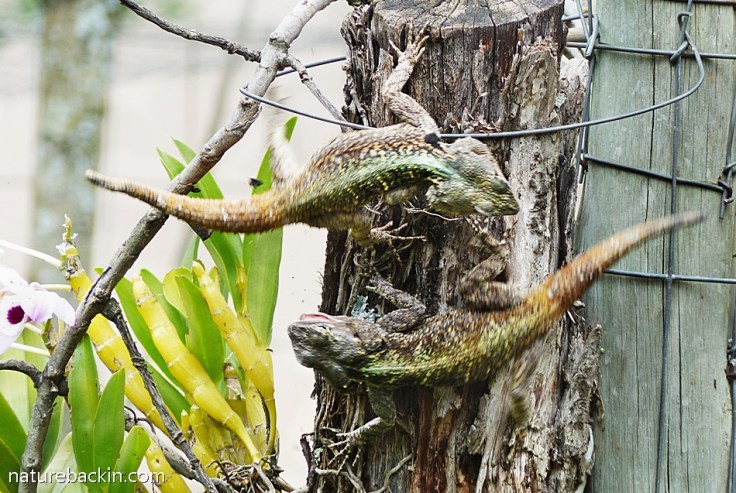 4 Southern Tree Agamas rival males