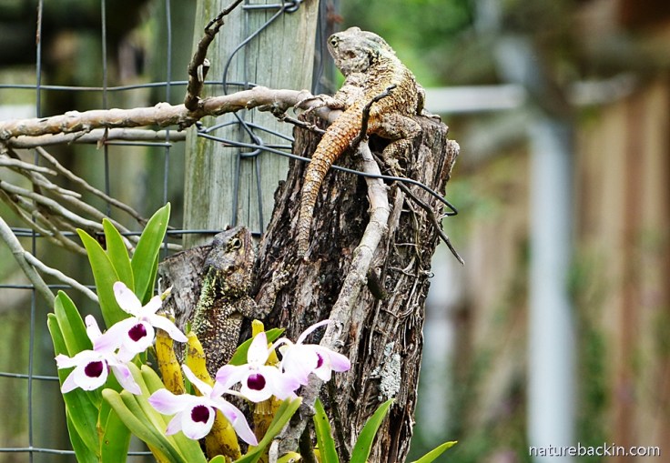 5 Southern Tree Agamas rival males