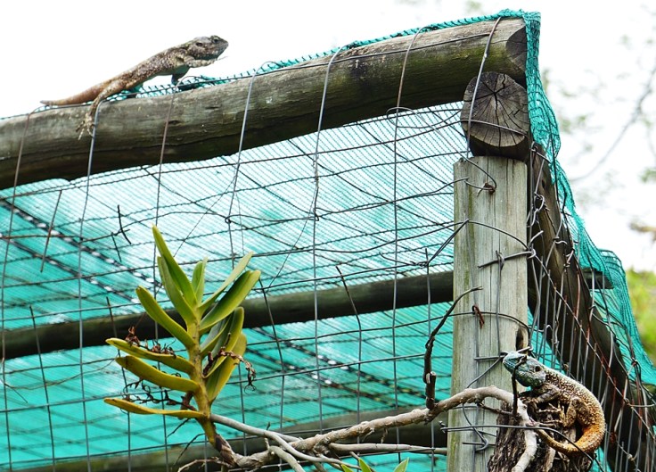 6 Southern Tree Agamas rival males