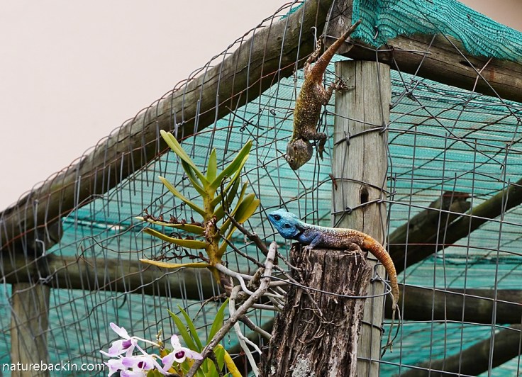 7 Southern Tree Agamas rival males