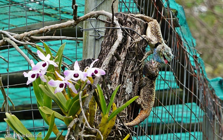 8 Southern Tree Agamas rival males