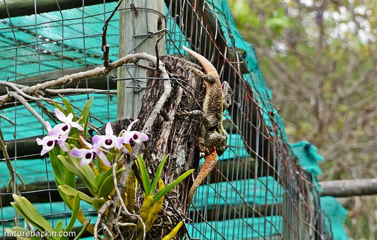 9 Southern Tree Agamas rival males